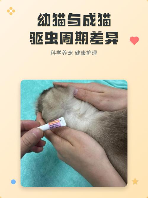 成宠幼宠不同驱虫周期参考图