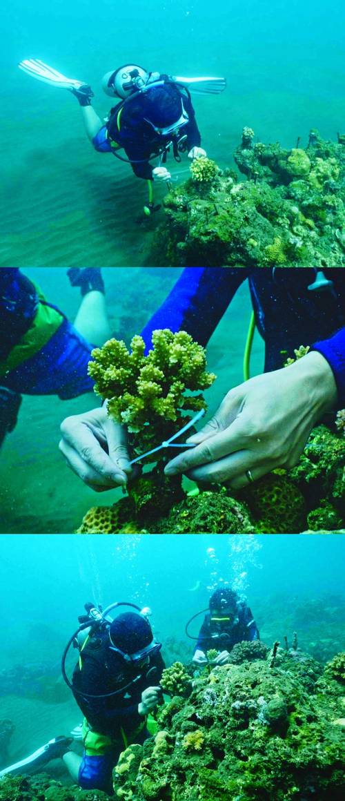 科学家进行珊瑚移植水下操作