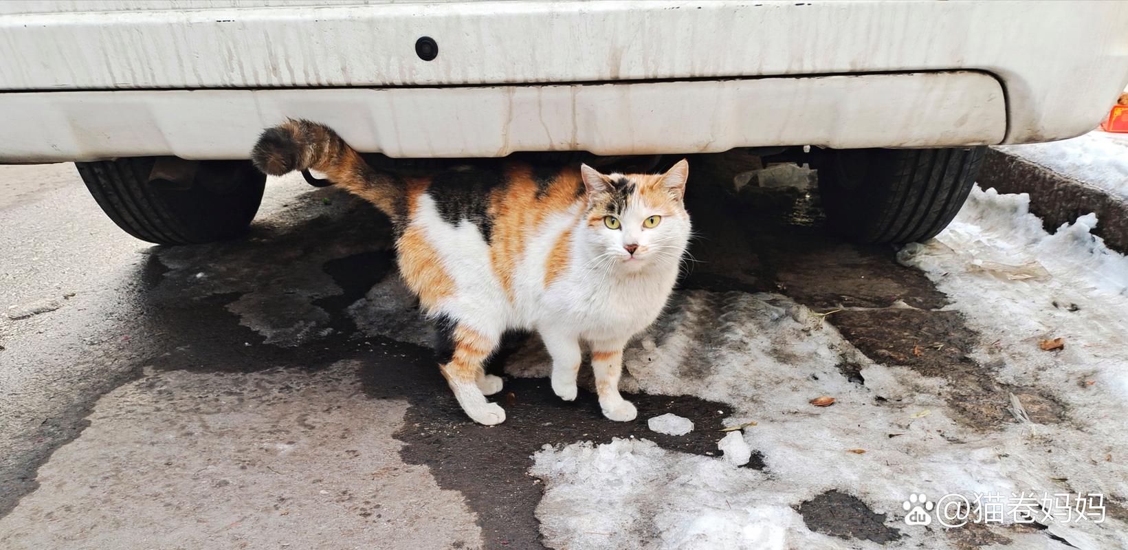 老城区路口墙根三花流浪猫晒太阳