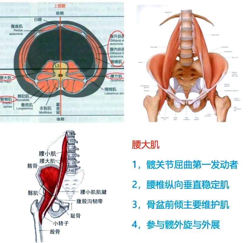 人体腰椎天然支撑肌肉示意图