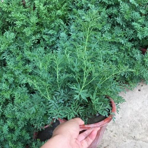 常见用于居家除味的草本植物原料实拍图