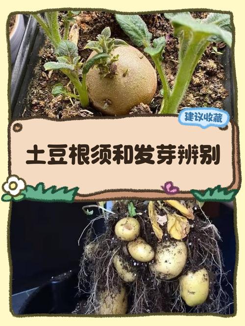 新鲜蔬菜根部泥土细节对比