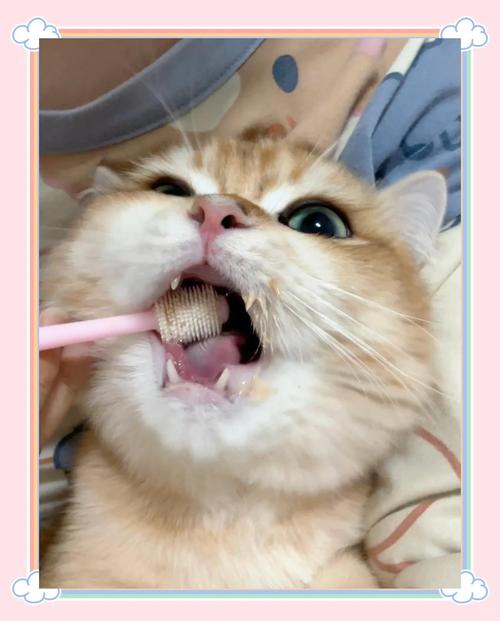猫咪抗拒主人刷牙张嘴特写