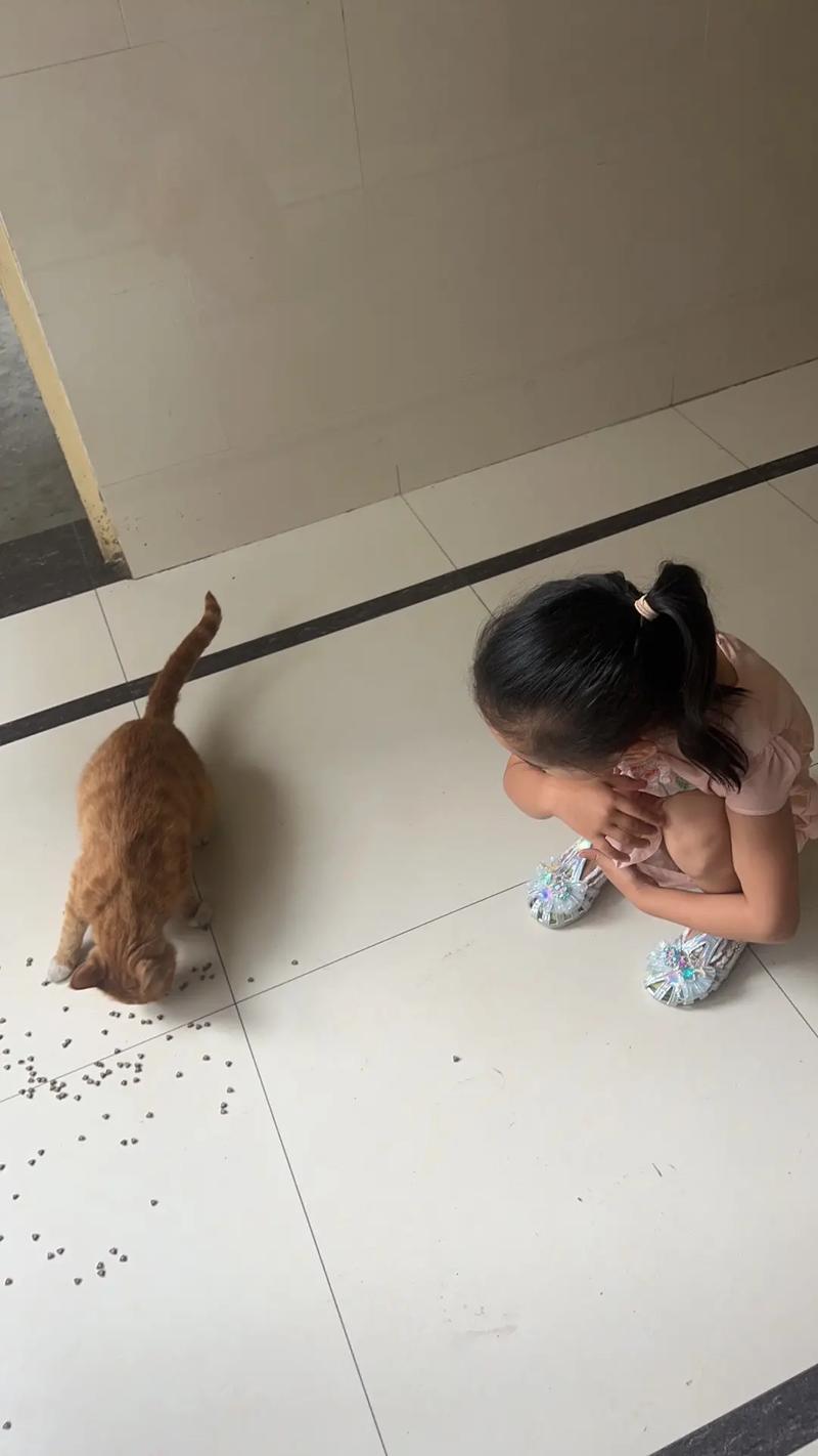 橘猫蹲在食盆边把多余猫粮推到地板上的实拍图