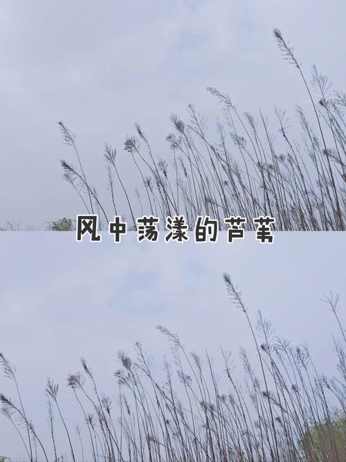墓坑边的风,吹过褪色的时间
