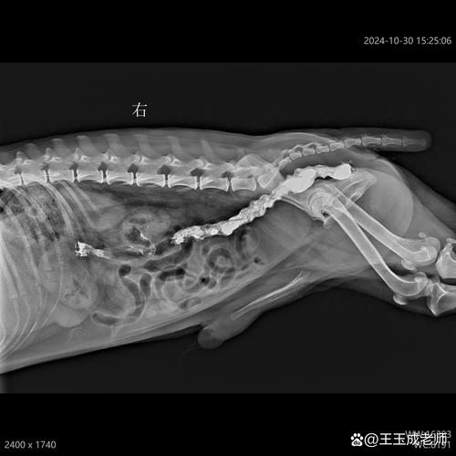 宠物医院兽医扫描狗狗颈部微芯片现场图