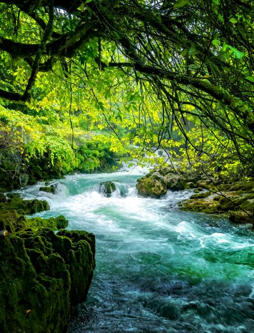 茂兰原始森林溪流