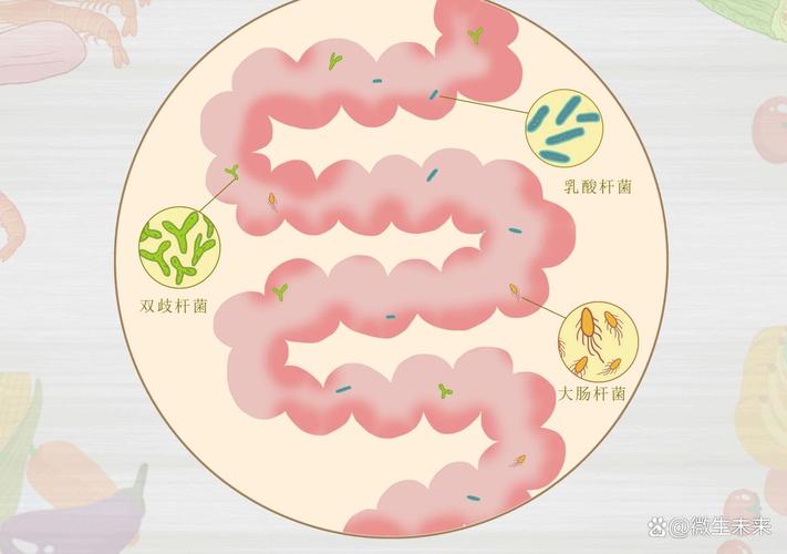 婴儿肠道菌群分拣营养示意图