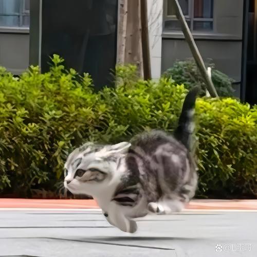 猫咪疯狂跑酷瞬间抓拍