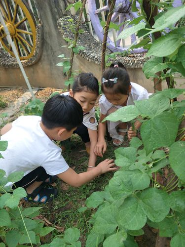 谷雨时节孩子在小区花坛种豆角种子