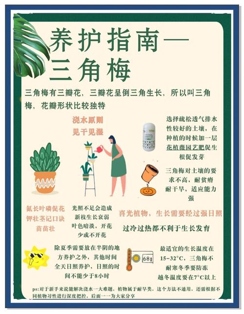 三、布置与养护篇:一些小细节