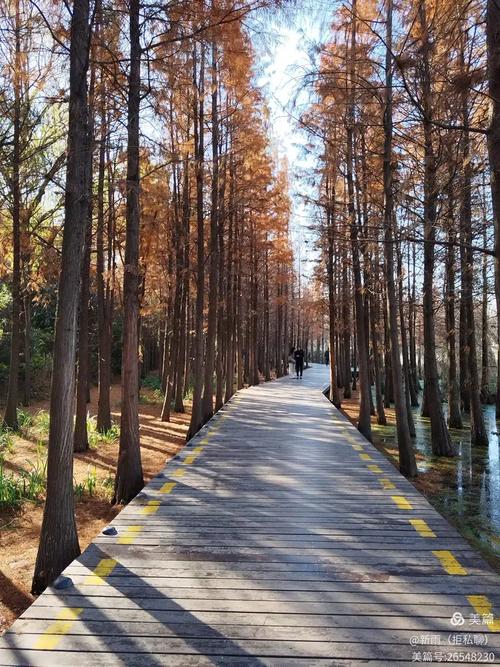 南漳肖堰镇漳河沿岸水杉步道实景