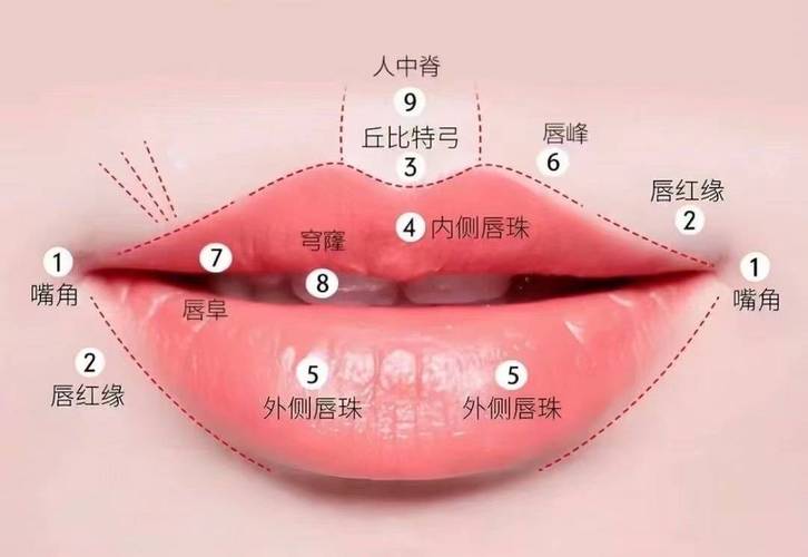 唇部皮肤结构对比示意图