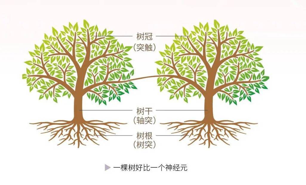 二、从土层到树冠：不同位置，不同命