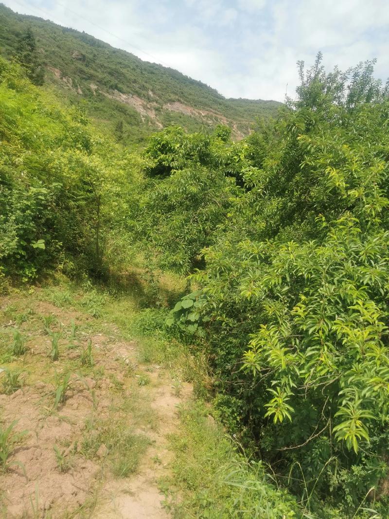岭腰的蒿子粑粑香