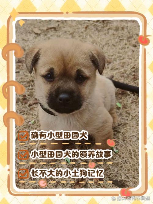 尺寸不合的小型犬长期笼养实拍