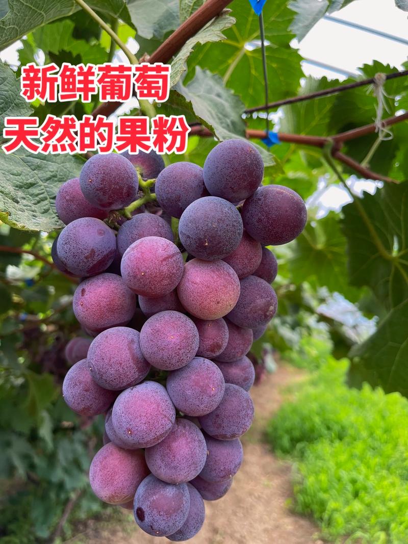 葡萄的白霜是农药?别闹了,那是果粉——一个较真吃货的葡萄经-因为所以