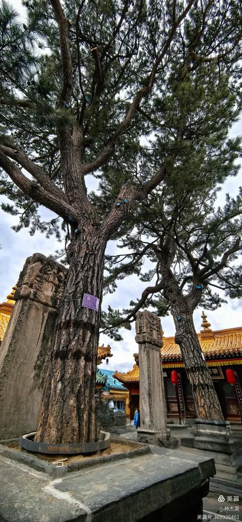 山西五台山显通寺铜殿旁的千年古松