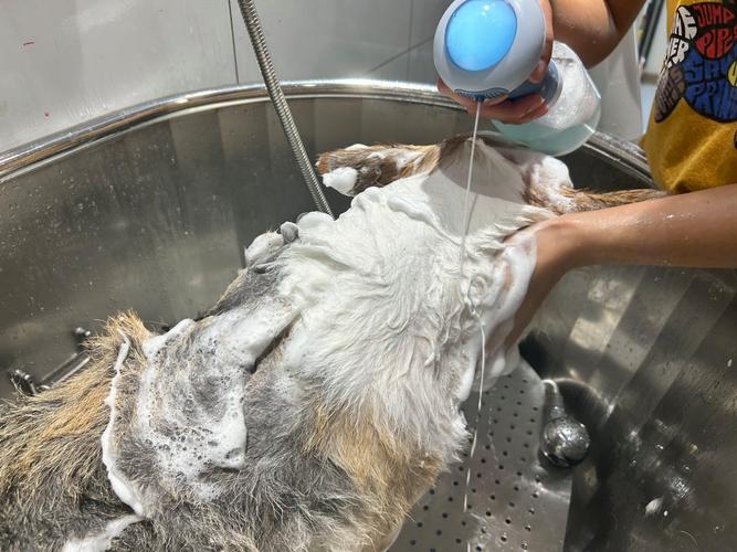 60摄氏度热水清洗宠物窝操作图