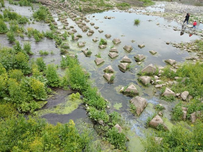 修复后的七桥瓮支河本土菹草群落水下实拍