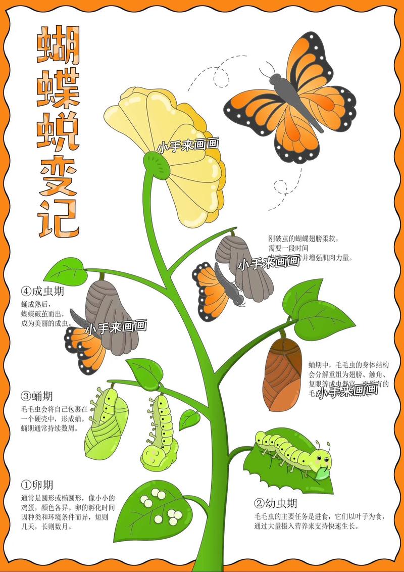 孩子观察死去的蝴蝶生命教育