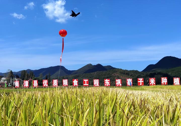 南漳东巩寨子米梯田种植基地