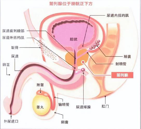 男性盆腔前列腺位置解剖示意图