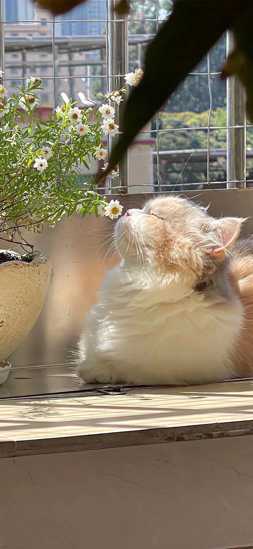 年轻人开手机看到治愈系猫咪壁纸的日常场景