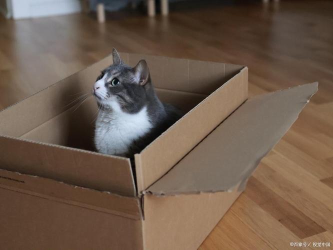 猫咪钻进快递纸箱