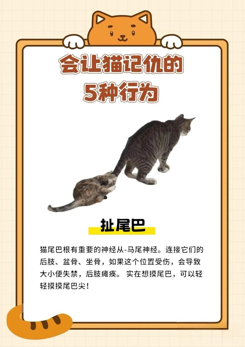 猫咪真的会记仇吗？说点实在的