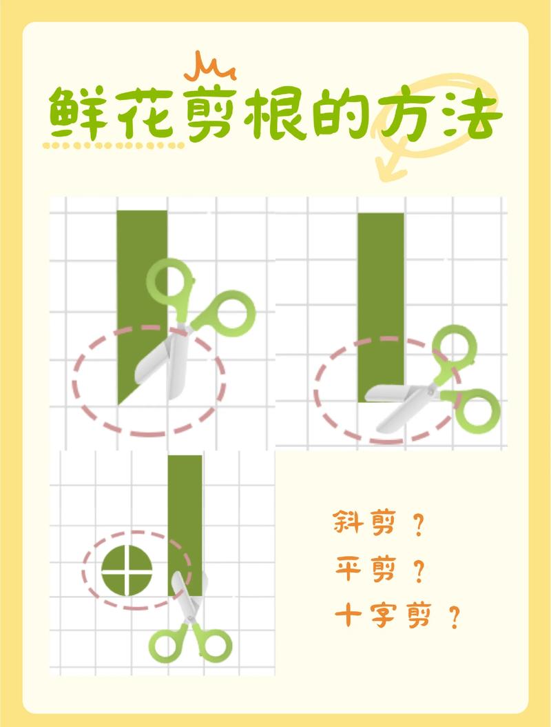 斜剪花枝并十字劈开根部示意图