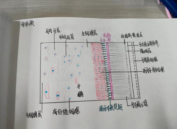 尼安德特人牙齿蛋白质结构图