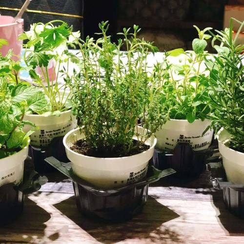 北向窄窗台排列白陶香草盆栽实景图