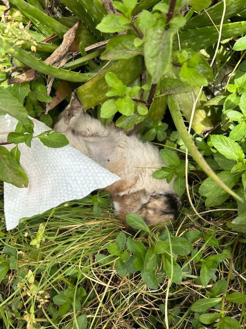 儿童面对宠物死亡悲伤的户外场景