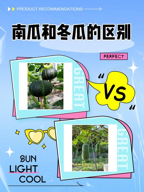 南瓜和冬瓜:皮糙肉厚,切开后却脆弱如纸