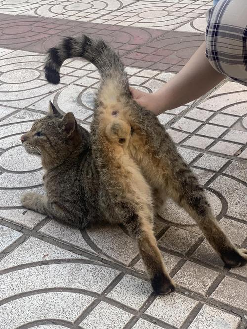 公猫抬腿在沙发扶手上喷尿的实拍图