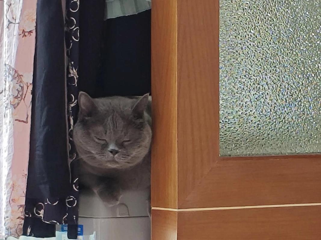 躲在封闭沙发缝里发抖的蓝猫