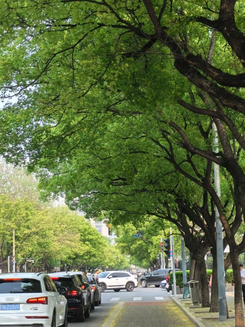 城市通勤步行街景绿树