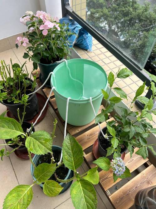 居家阳台绿植旁就近放置浇水工具实景图