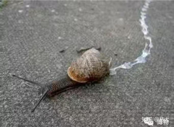蹲在小区墙根看蜗牛爬痕的学龄前小朋友