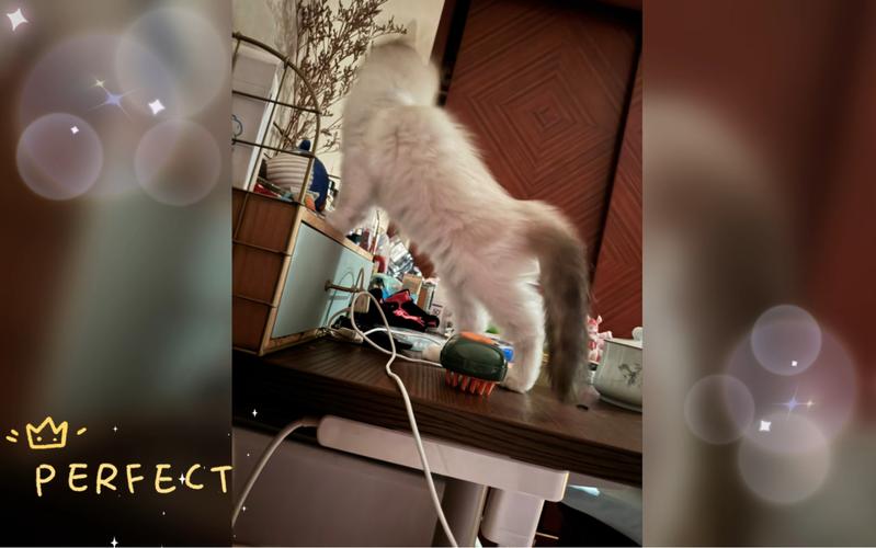 猫咪凌晨跑酷抓拍照片