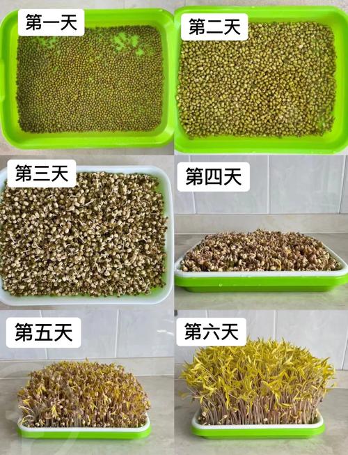 阳台塑料托盘里泡烂发黏的绿豆种子特写