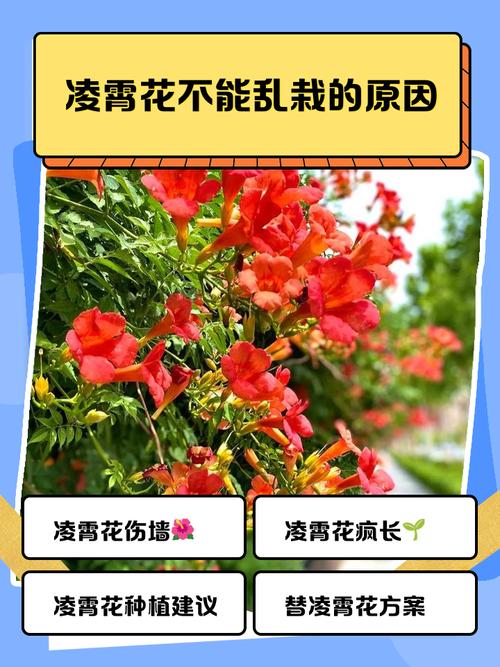 生成不是乱开的花