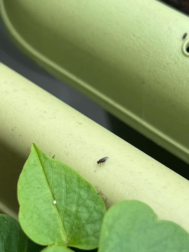 阳台绿植小黑飞虫害实拍