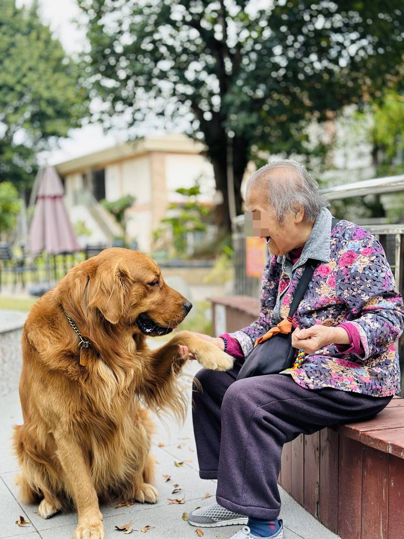 子女陪老人小区遛老年犬的日常场景