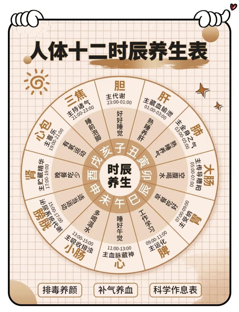 人体肠胃昼夜工作节律示意图