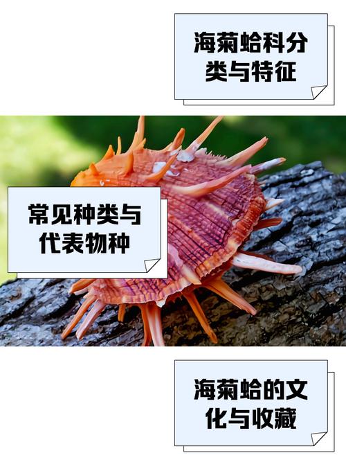 贝壳收藏品海菊蛤完整棘刺特写