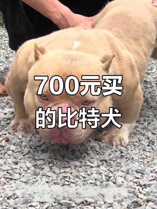 高额配种费买到的“纯种”,可能藏着大坑