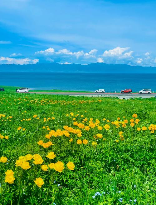 赛里木湖夏季环湖公路野花实拍