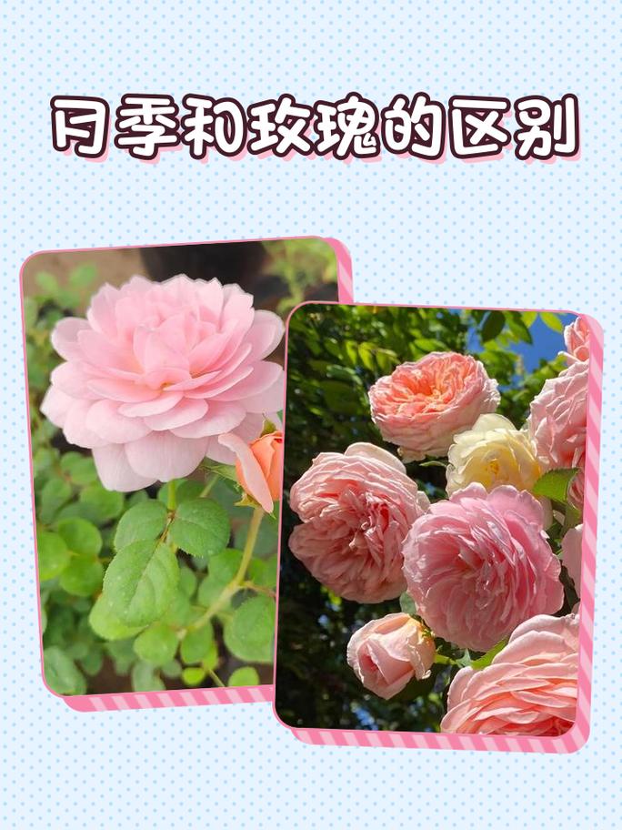 花店切花月季与真正皱叶玫瑰实物对比